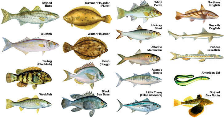 common-fish-species-for-saltwater-lure-fishing-basstrike