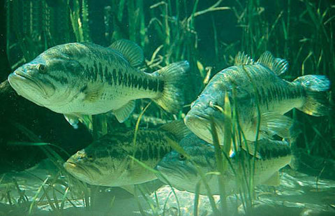 fish largemouth bass