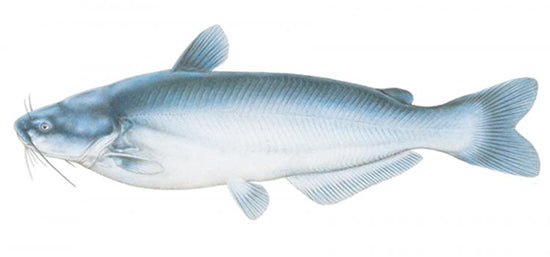 Blue Catfish