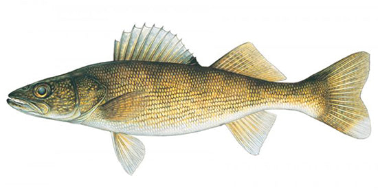 Walleye