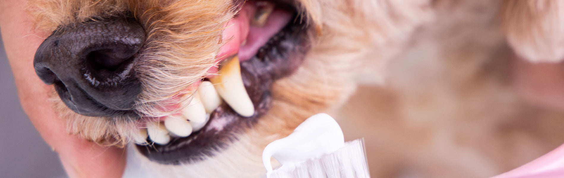 Limpieza dental para perros servicios de destartraje en clinica veterinaria chicureo