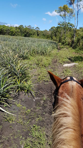 Panama Farm