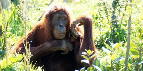 Female Sumatran Orangutan