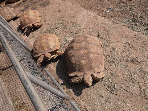 wildlife exclusion fencing for tortoises