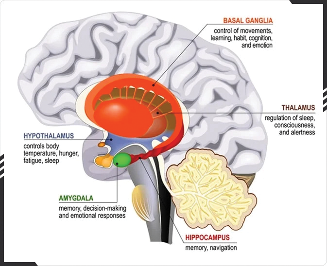 The role of the hippocampus in the brain infographic