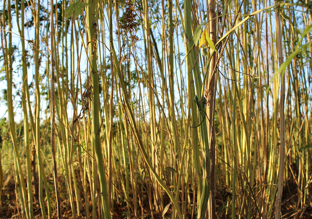 Hemp Fiber Crop in Southern Colorado