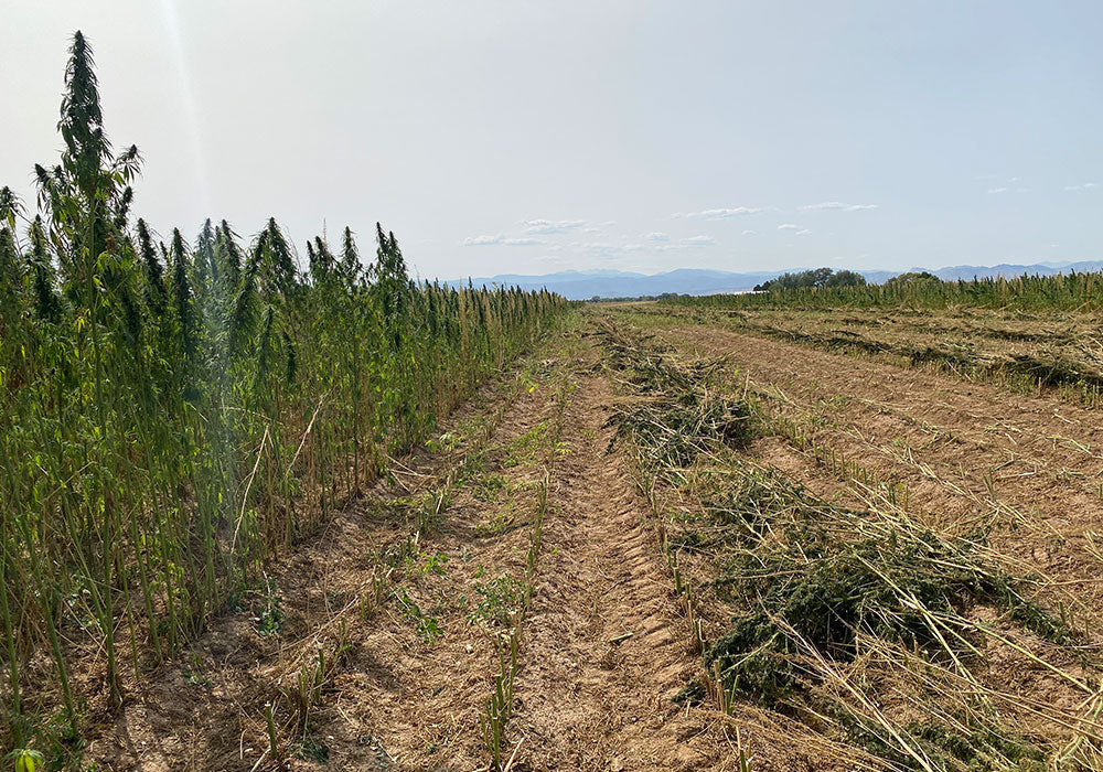 New West Genetics' Abound Hemp Seed Harvest in Fort Collins, Colorado