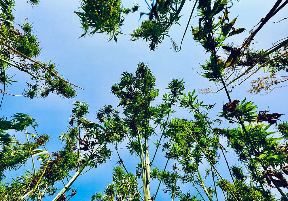 Hemp Stalks in the Abound Hemp Field with New West Genetics