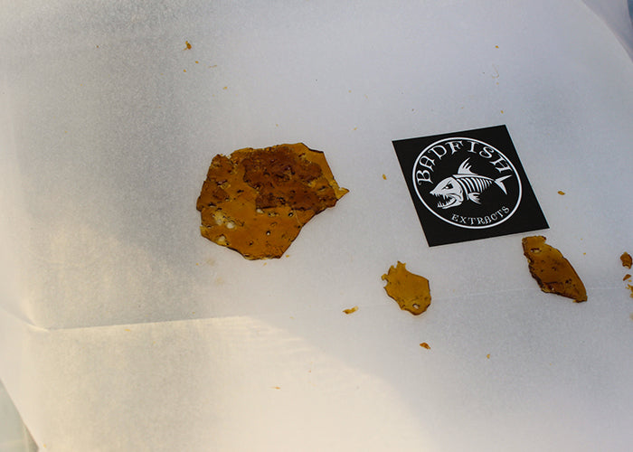 cannabis_cup_2015_15