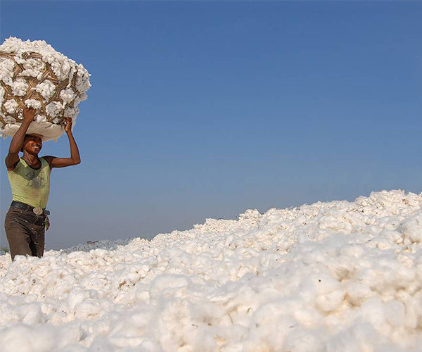 A mountain of cotton with a smiling woman carrying a load to drop on top