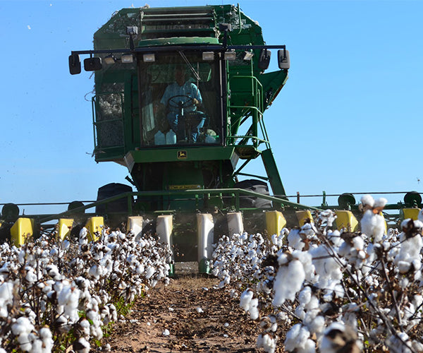 cotton_harvesting_1