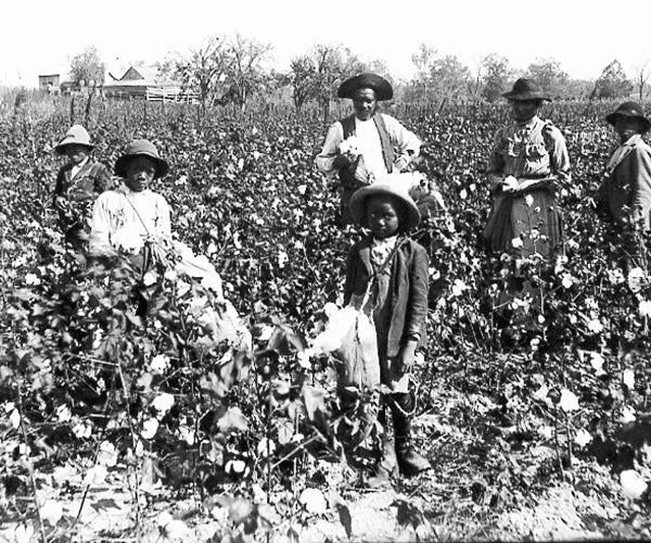 Black and white photo of 2 young and 5 adult cotton field hands in a cotton field 