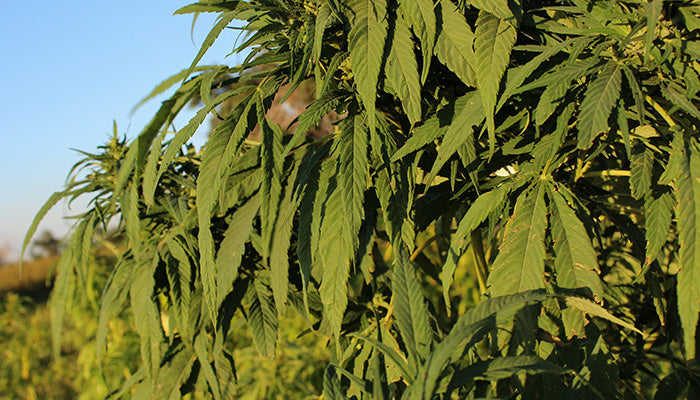 hemp_harvest_greens