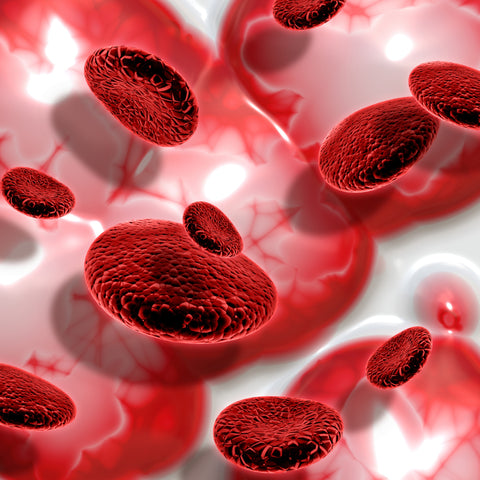 A rendering of blood cells