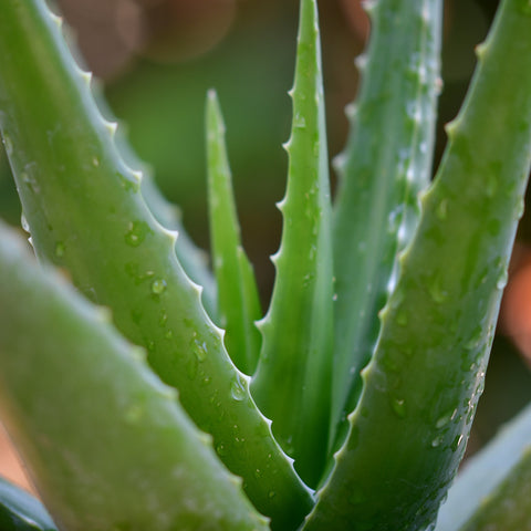 Aloe Vera