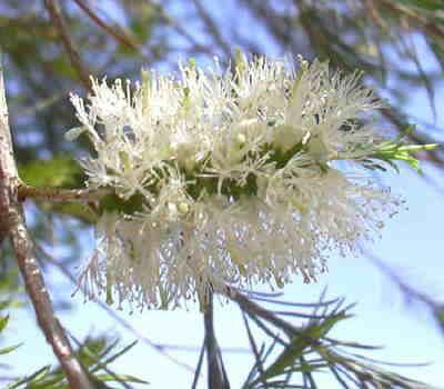 Australian Rosalina Plant