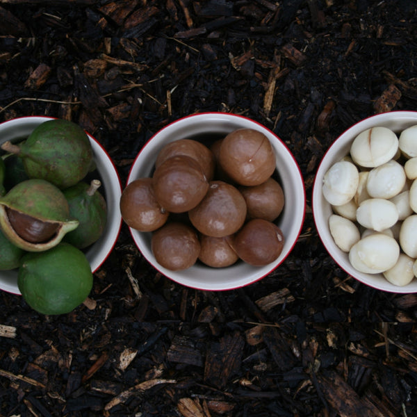 Macadamia Nuts in Bowls