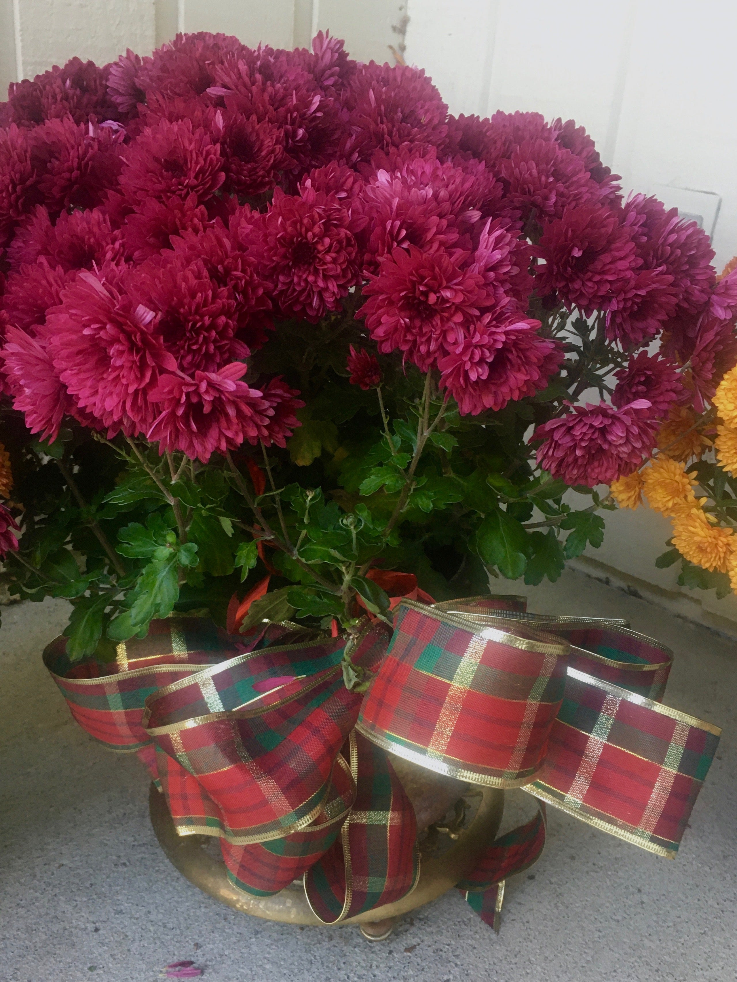 Chrysanthemums with Christmas ribbon at craft show