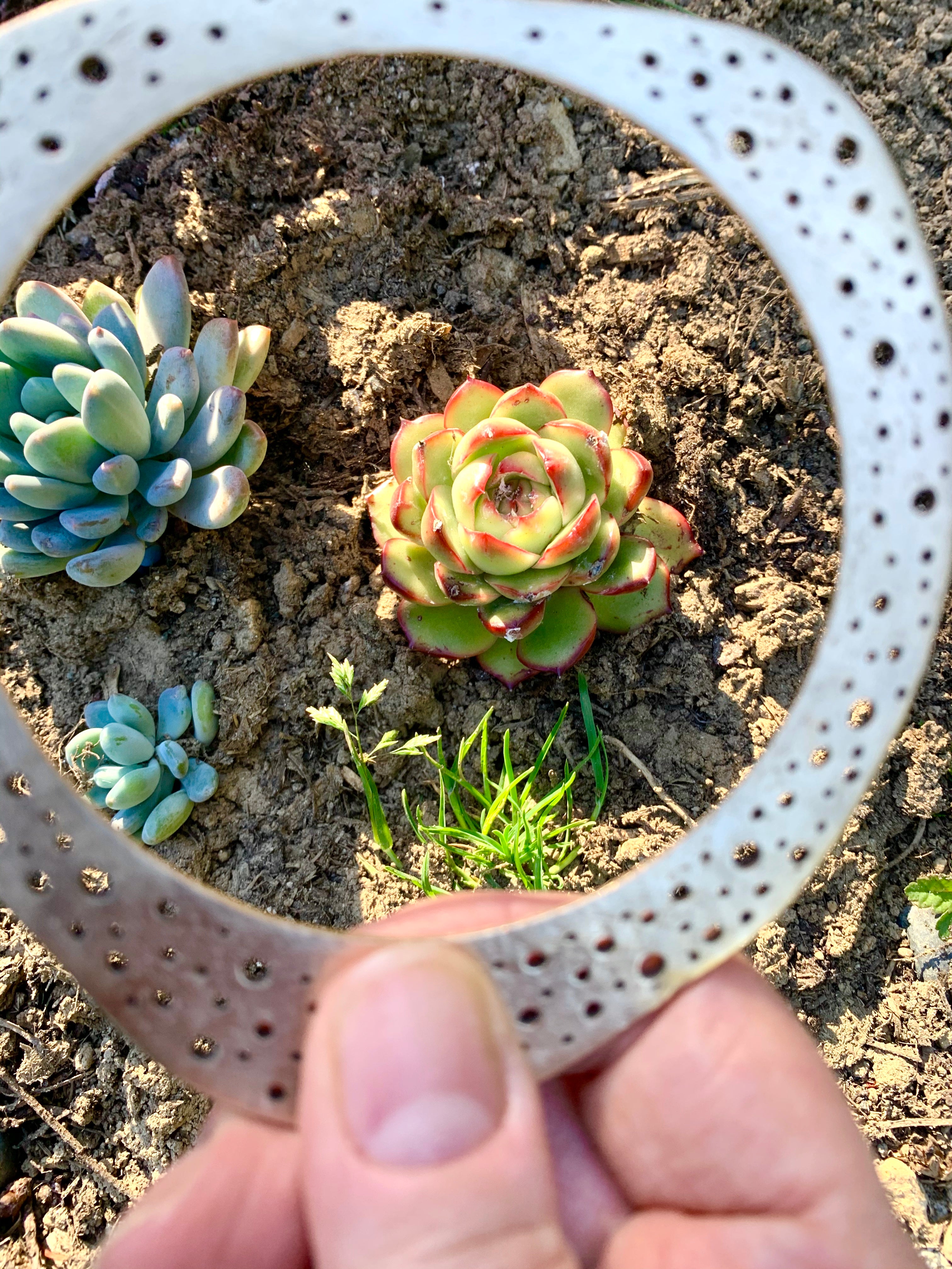 Artisan made bronze bangle and garden succulents