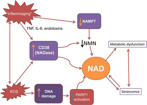 衰老分子機制與細胞 NAD+ 下降之間的相互作用