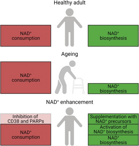 因年長而引致 NAD+ 下降的治療逆轉策略
