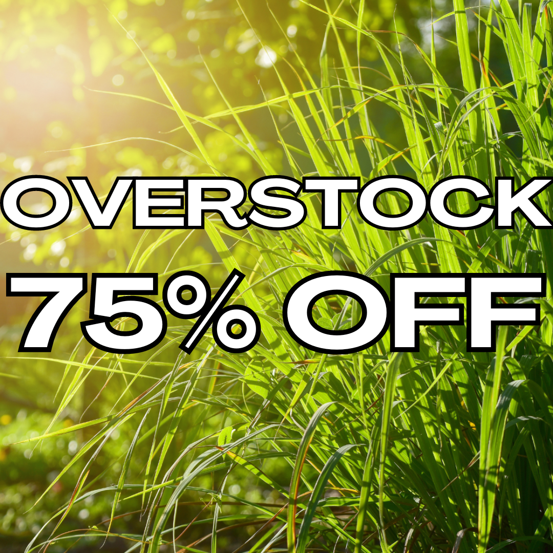 Overstock Citronella & Lemongrass