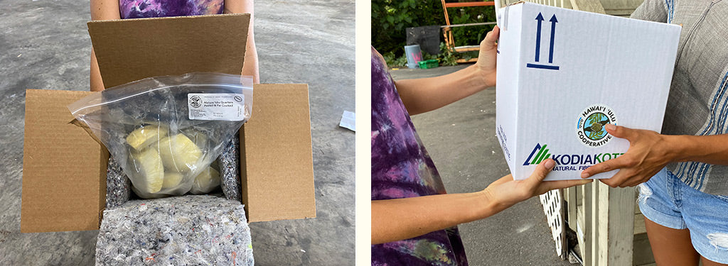 Kodiakooler - Eco-friendly insulated packaging – Hawaiʻi 'Ulu Co-op