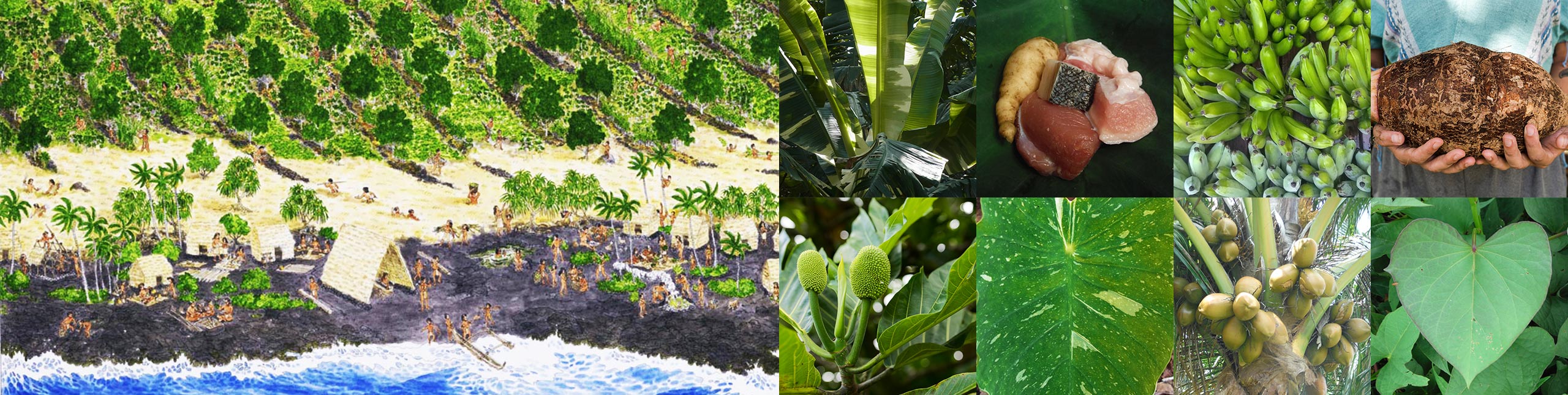 Traditional Hawaiian cropping systems and various food crops.