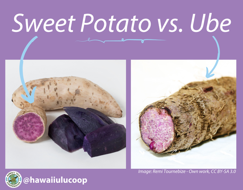 What is the Difference Between Purple Sweet Potato and Ube? – Hawaiʻi 'Ulu  Co-op