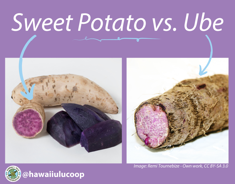 Sweet Potatoes vs Yams – Sweet Potato and Yam Differences