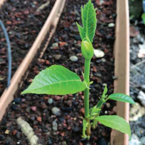 A root cutting of breadfruit is creating a new shoot