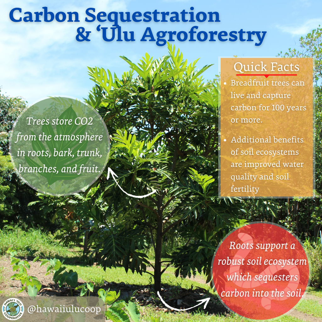Carbon Sequestration & ʻUlu Agroforesty
