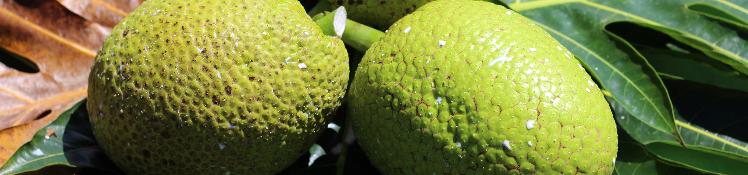 two ulu on ulu leaves