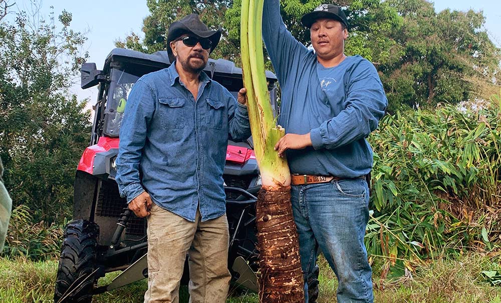 generational Hawaiian kalo growers