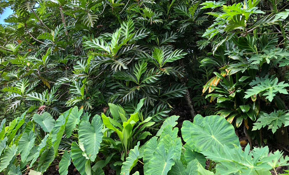 Incorporating kalo into breadfruit agroforestry