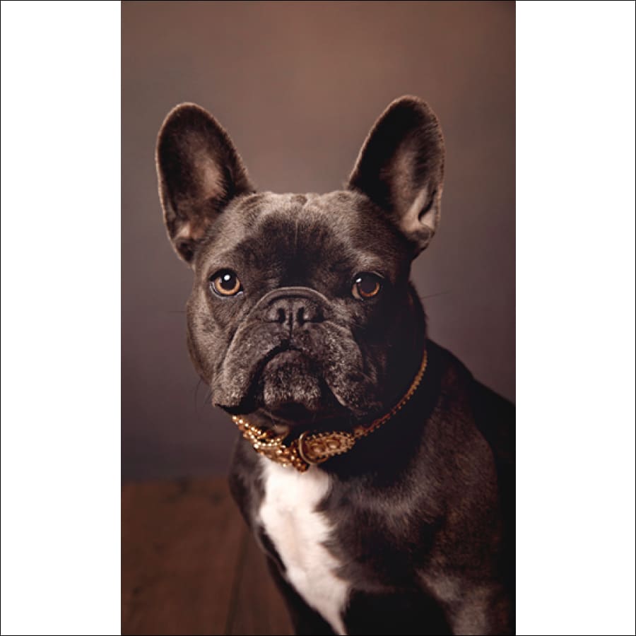 Yuppy Puppy Boutique - B.B. Simon Dog Collar / Black with