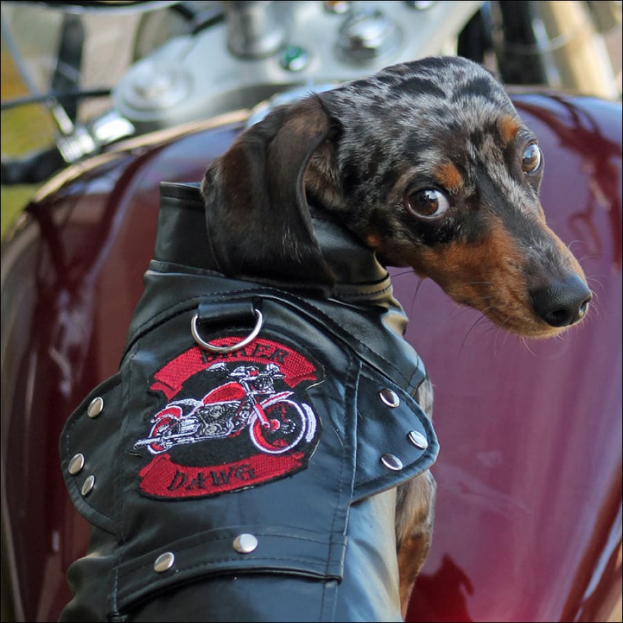 Faux Fur Dog Biker Jacket: Black  Shop Dog Jackets – TeaCups