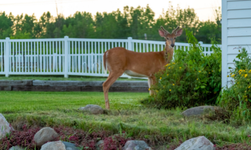 coyote control repellents and traps for the home yard and garden