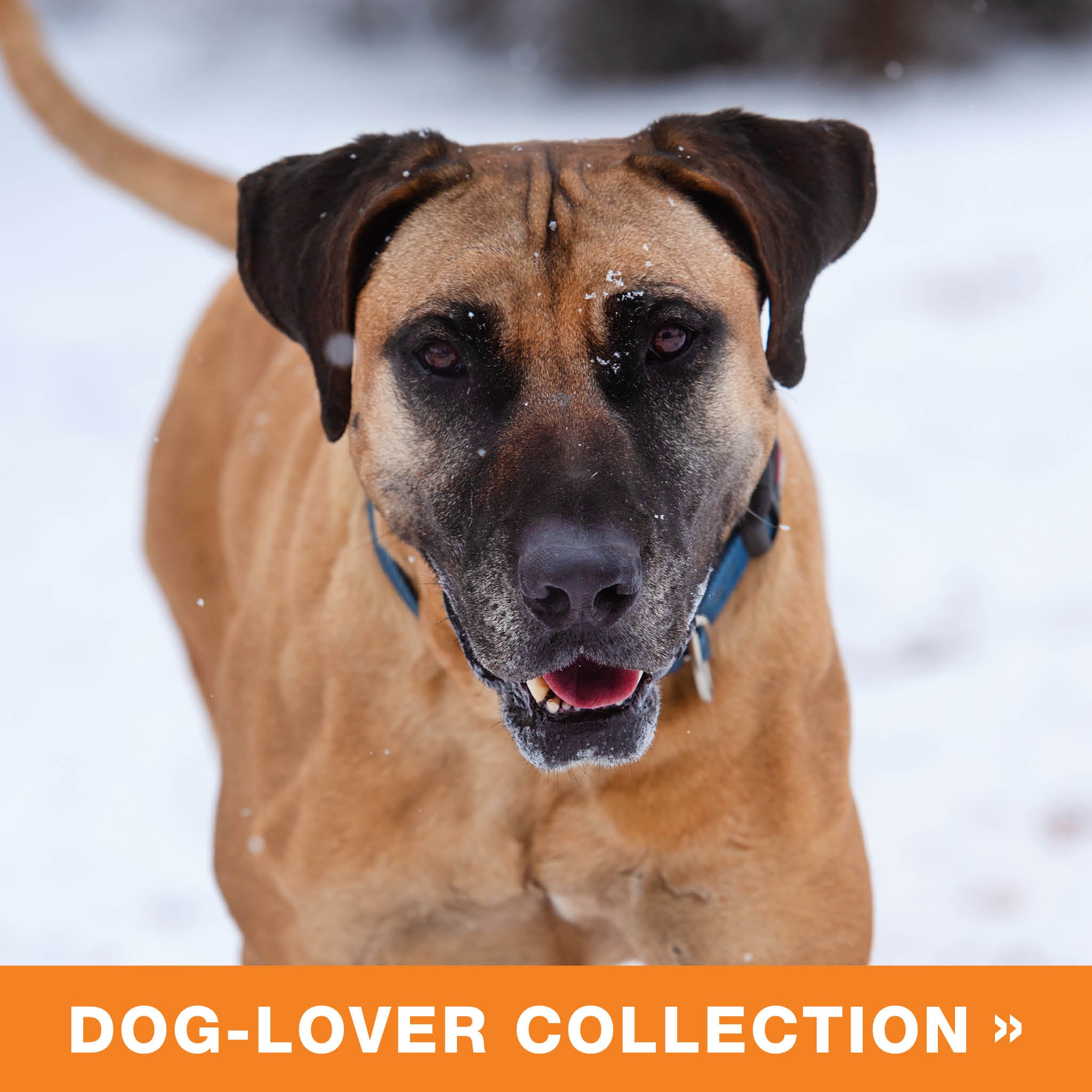 Gift Catalog: Dog Enrichment Toys – Best Friends Animal Society's Catalog  of Kindness