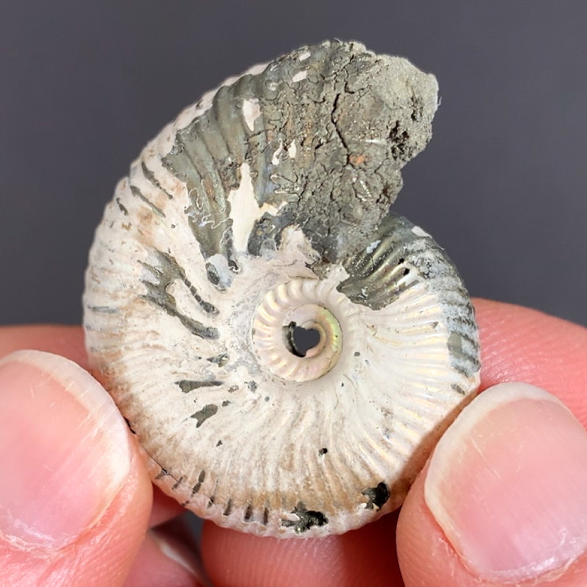 pyritized ammonite