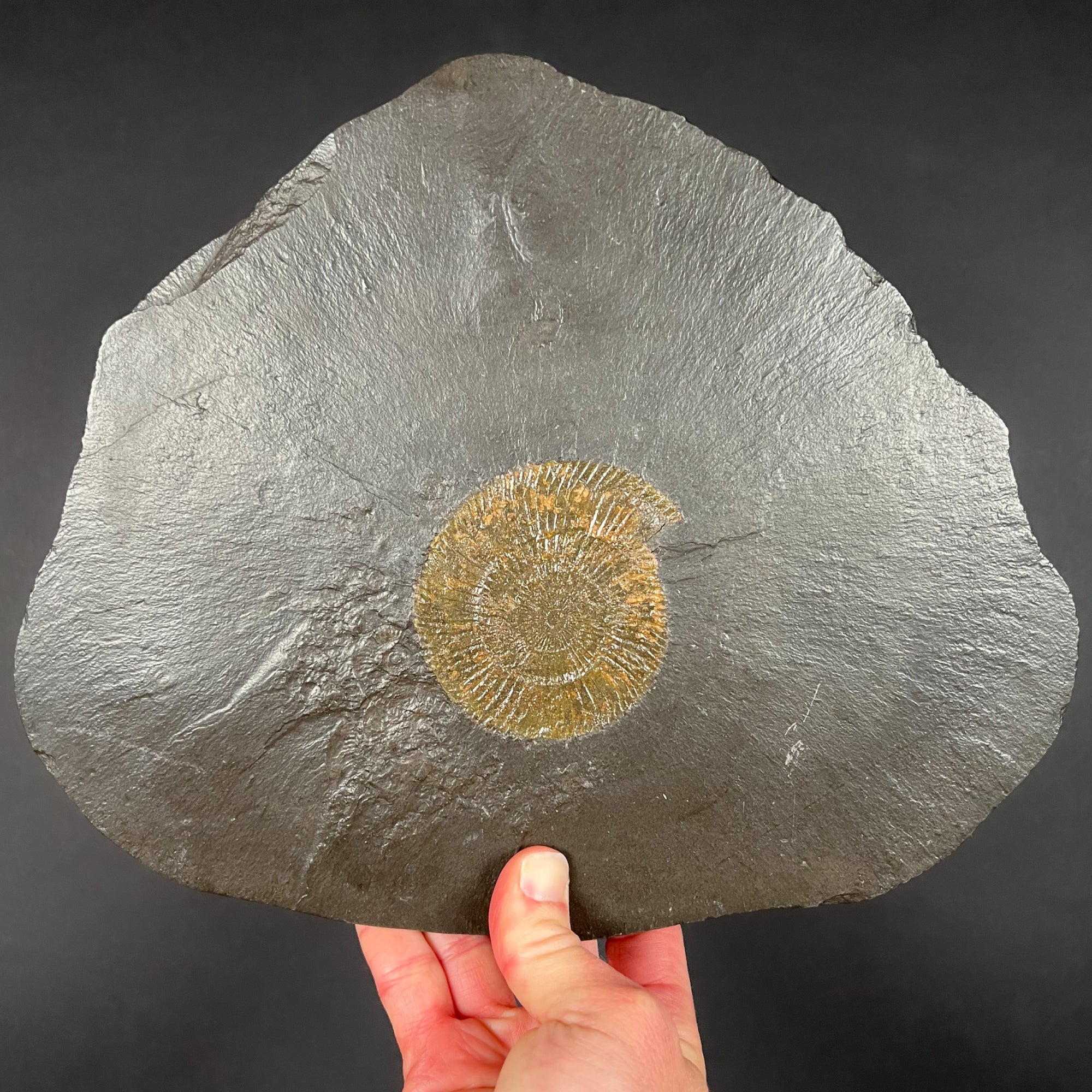 Pyritized Dactylioceras Ammonite Fossils on Matrix | For Sale - Unearthed  Store
