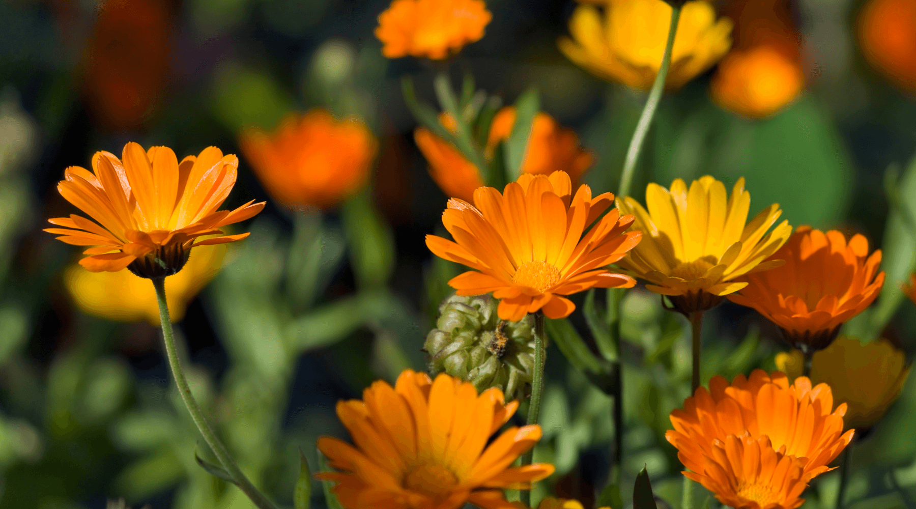 Soap Folk Ingredients; Spotlight on Calendula