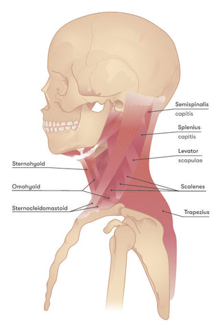 reduce or eliminate neck pain in minutes with ncap pain relief