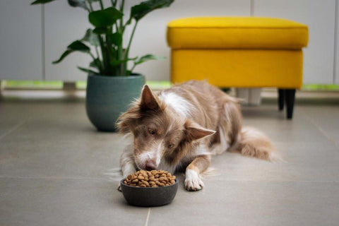 A dog lays on the floor and stares at a bowl full of dog food