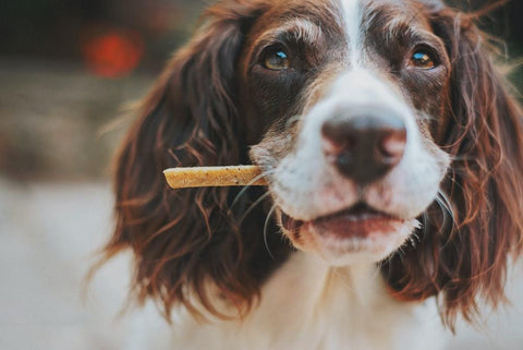 A close-up image of a dog with a treat in its mouth