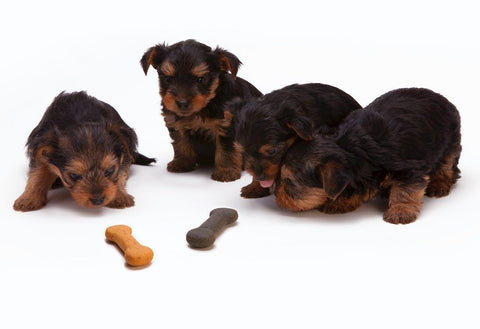 Four puppies looking at dog treats