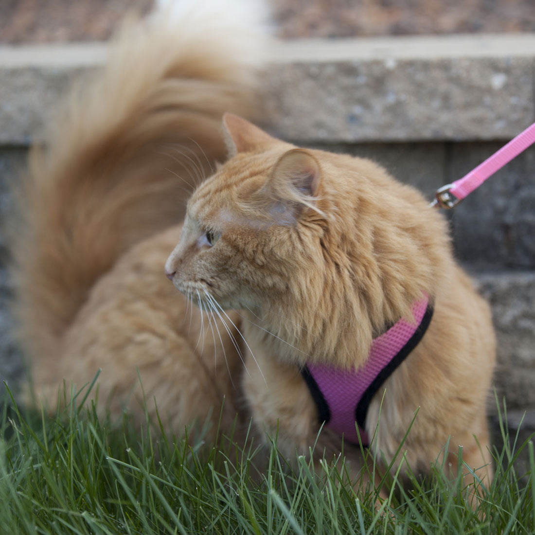 soft cat harness