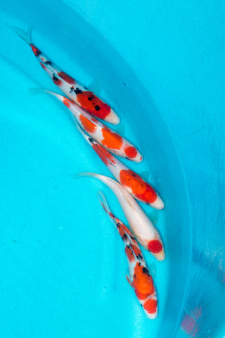 Isawa Nishikigoi Centre Tosai - Hand picked quality Kitsu Koi