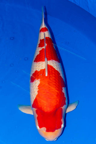 All Japan Koi Show Winner 2019