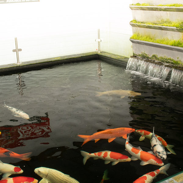 The main pond at Kitsu Koi - Designed for growing jumbo Japanese koi carp 